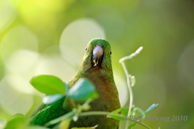 Australian King Parrot (Female)