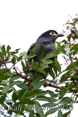 Australian Figbird (Male)
