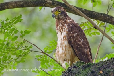 Philippine Serpent Eagle
