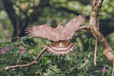 Philippine Serpent Eagle