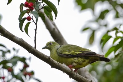 Pink-necked Green Pigeon (Female)