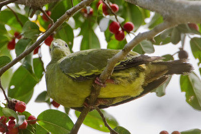 Pink-necked Green Pigeon (Female)