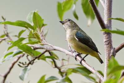 Pygmy Flowerpecker
