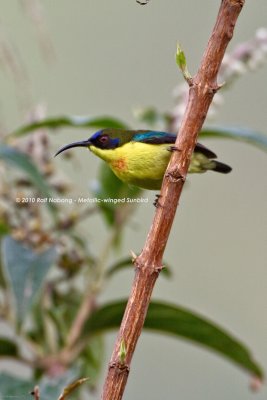 Metallic-winged Sunbird