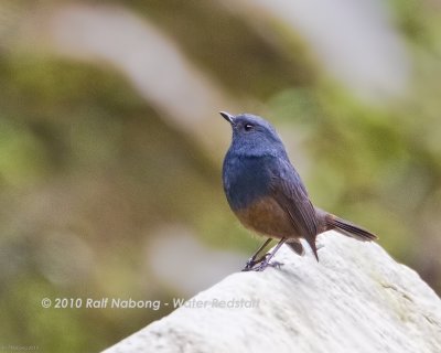 Luzon Water Redstart