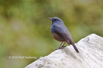 Luzon Water Redstart