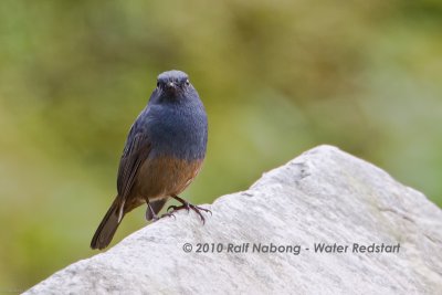 Luzon Water Redstart