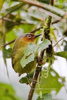 Chestnut-faced Babbler