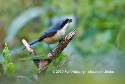 Mountain Shrike