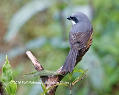 Mountain Shrike