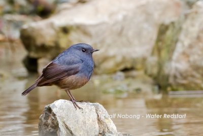 Luzon Water Redstart