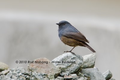 Luzon Water Redstart