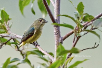 Pygmy Flowerpecker