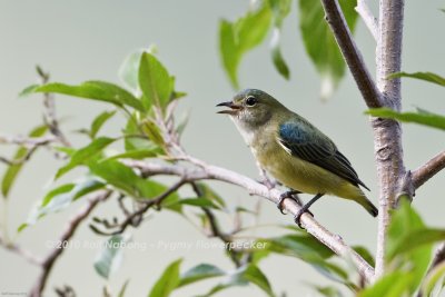 Montane Birds of Mt. Polis