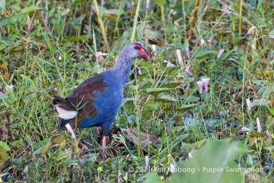 Purple Swamphen