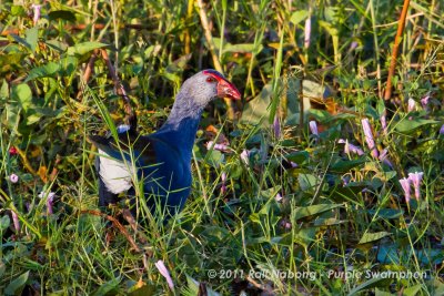 Purple Swamphen