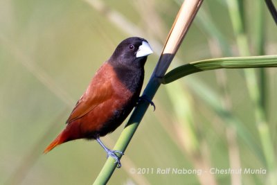 Chestnut Munia