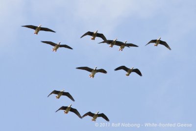 Greater White-fronted Geese