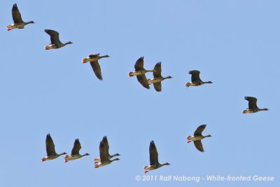 Greater White-fronted Geese