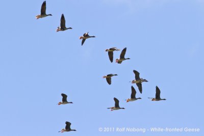 Greater White-fronted Geese