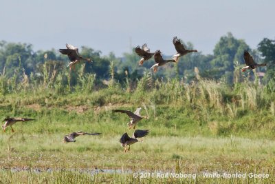 Greater White-fronted Geese