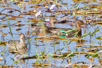 Green-winged Teal