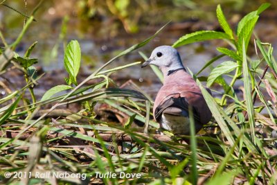 Red Turtle Dove