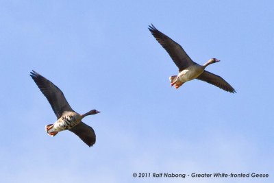 Greater White-fronted Geese