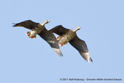 Greater White-fronted Geese