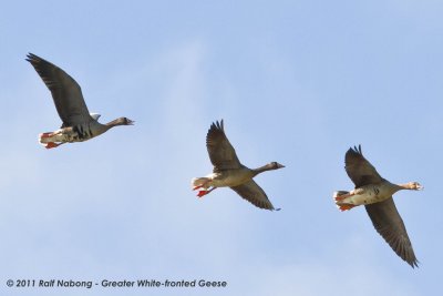 Greater White-fronted Geese