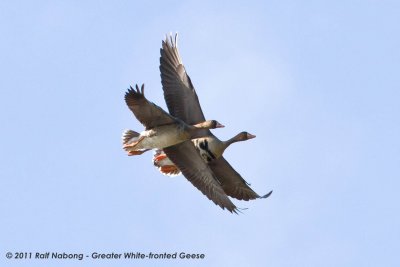 Greater White-fronted Geese