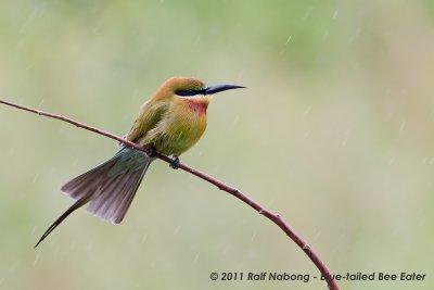 Blue-tailed Bee Eater