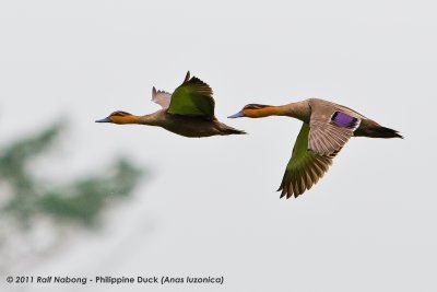 Philippine Duck