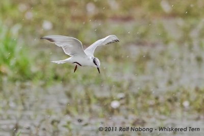 Whiskered Tern