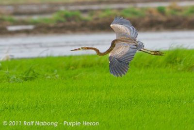 Purple Heron