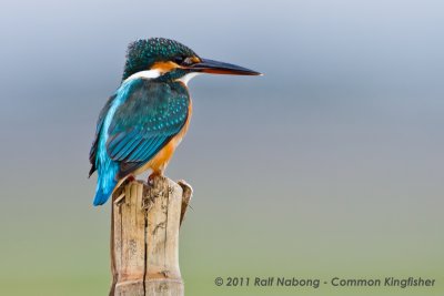 Common Kingfisher