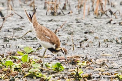 Pheasant-tailed Jacana (imm.)