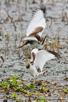 Pheasant-tailed Jacana (imm.)