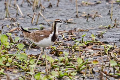 Phesant-tailed Jacana (imm.)