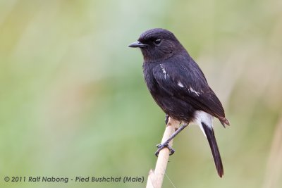 Pied Bushchat (male)