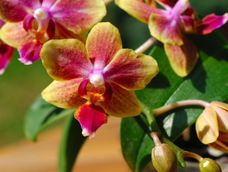 Orchid 16.jpg