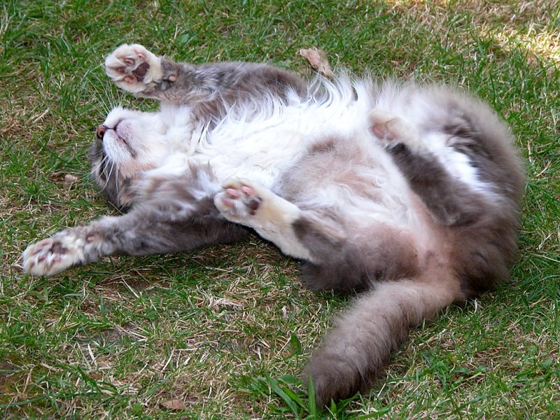 Roxy 99.jpg