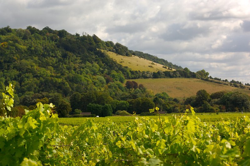 Box Hill, Surrey