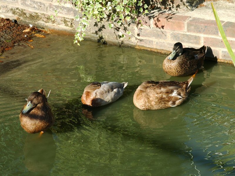 Lindfield, Sussex