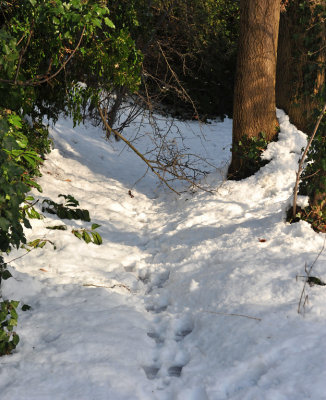 Snow 0209_ 93.jpg