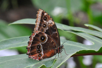 WisleyButterfly_ 43.jpg