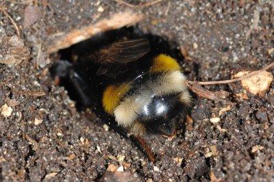 Burrowing Bee 12.jpg