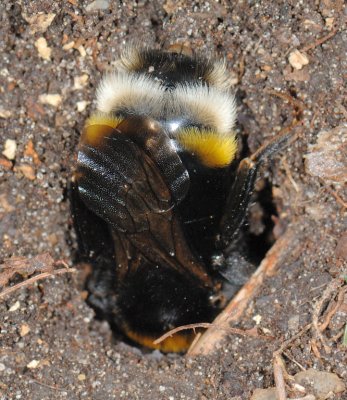 Burrowing Bee 20.jpg