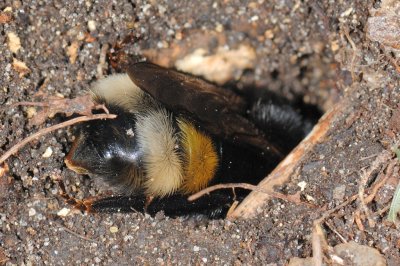 Burrowing Bee 21.jpg