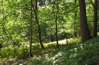 Painshill Park, Surrey